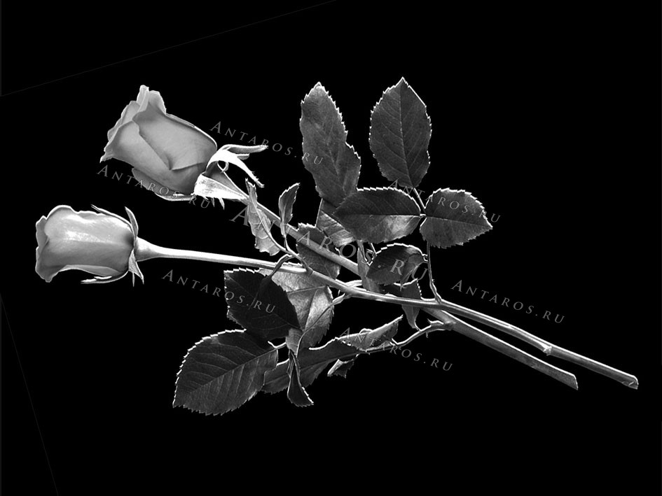 Цветы 06_Г Розы