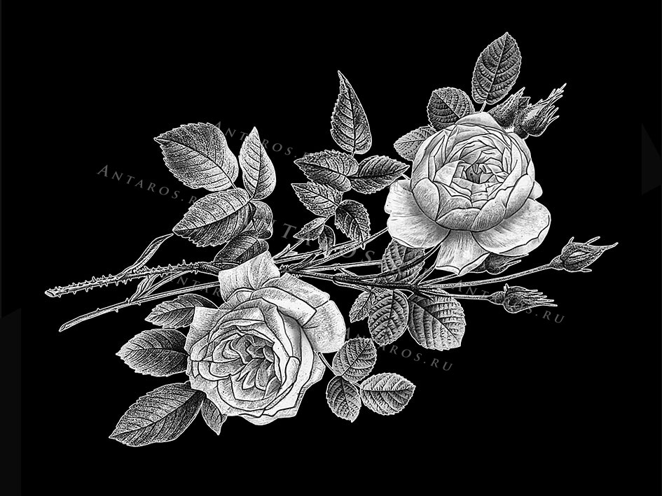 Цветы 16_Г Розы