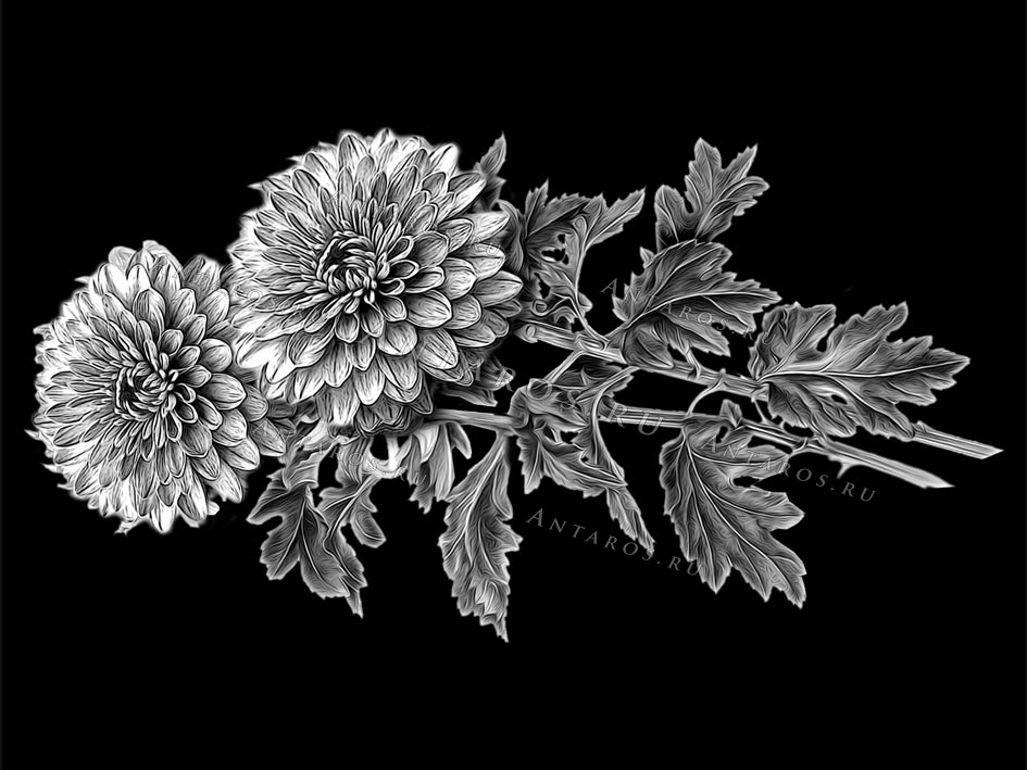 Цветы 24_Г Хризантемы