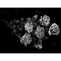 Цветы 15_Г Розы